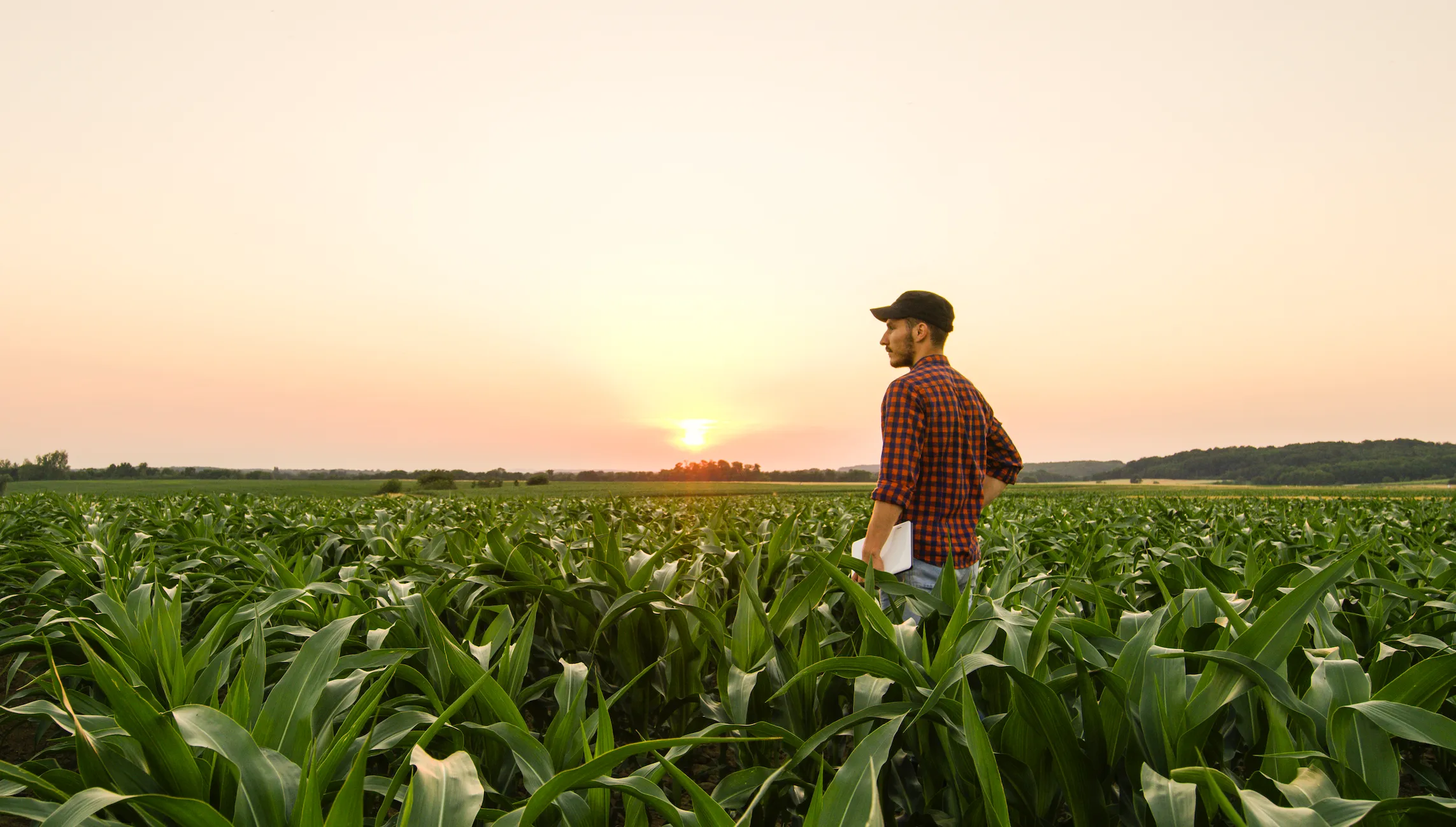 Trump’s trade dysfunction is undermining American agriculture