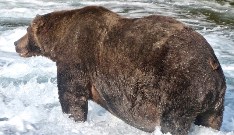 Russian boxer fights for his life after killing bear who mauled his friend to death