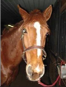 MoCo police investigate horse theft