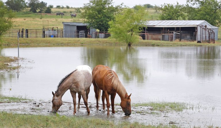 Horses graze near floodwaters in a yard off of Ganzer Road West in Krum, Texas on Thursday, July 17, 2014 after heavy rains in the area. (AP Photo/Fort Worth Star-Telegram, Paul Moseley)