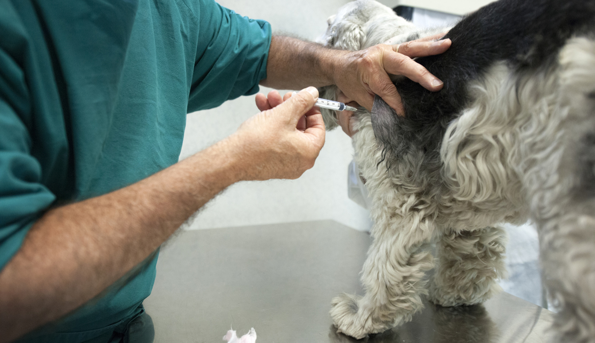 Opposition grows to bill banning dog testing at the VA