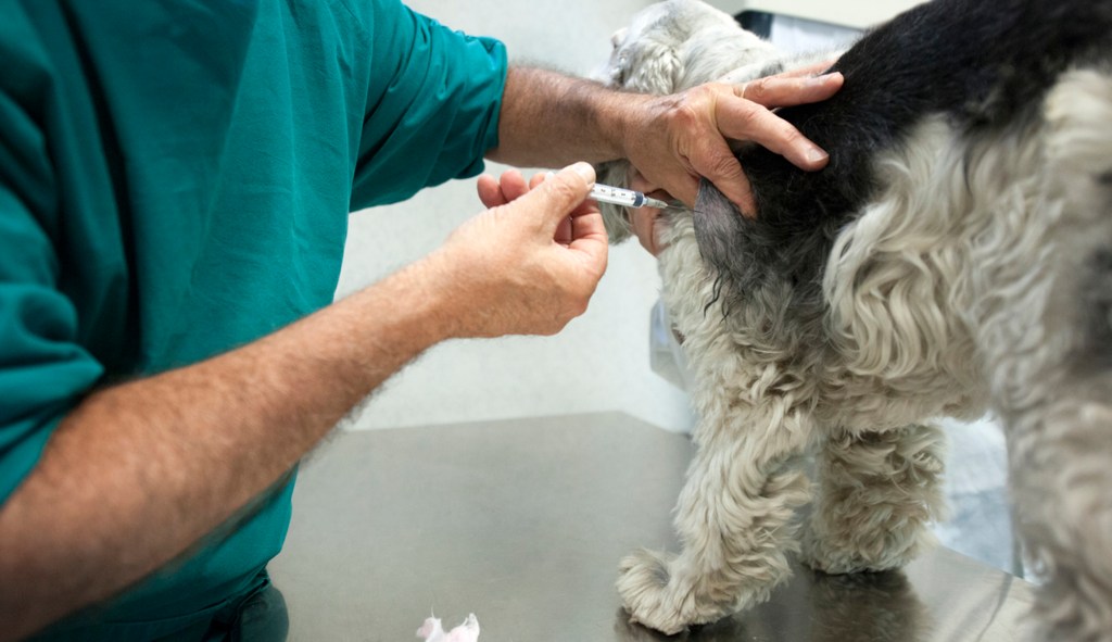 Opposition grows to bill banning dog testing at the VA