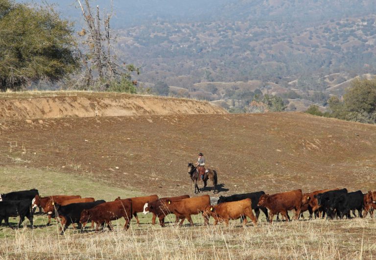   In this photo taken on Nov. 26, 2012 near Friant, Calif., cattle manager Logan Page pushes cattle grazing on the Finegold Creek Preserve toward another pasture. The preserve is owned by the Sierra Foothill Conservancy, a Fresno-area land trust that's raising its own beef herd to benefit the environment and to improve its bottom line. (AP Photo/Gosia Wozniacka)  