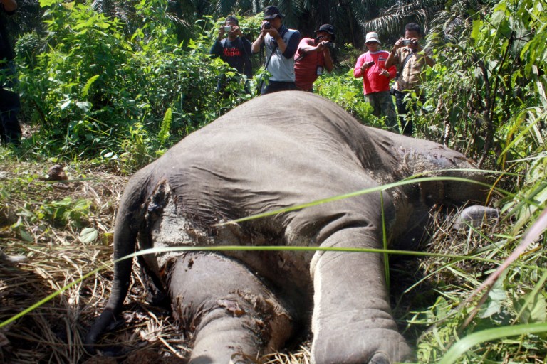 FILE - In this June 1, 2012 file photo, reporters take pictures of a dead Sumatran elephants allegedly poisoned by poachers for its tusks, in Bireum Bayeun, Aceh province, Indonesia. An environmental group says 129 critically endangered elephants have died on Indonesia's Sumatra island in less than a decade, many from poisoning or shooting, highlighting the country's weak enforcement of laws against poaching. WWF Indonesia said in a report Tuesday, June 4, 2013 that the Sumatran elephants have been found dead in Riau province since 2004, but no one has been convicted or jailed. The group said killings are on the rise, with 29 elephants either shot or poisoned last year, including 14 in Aceh province. (AP Photo/Iskandar, File)
