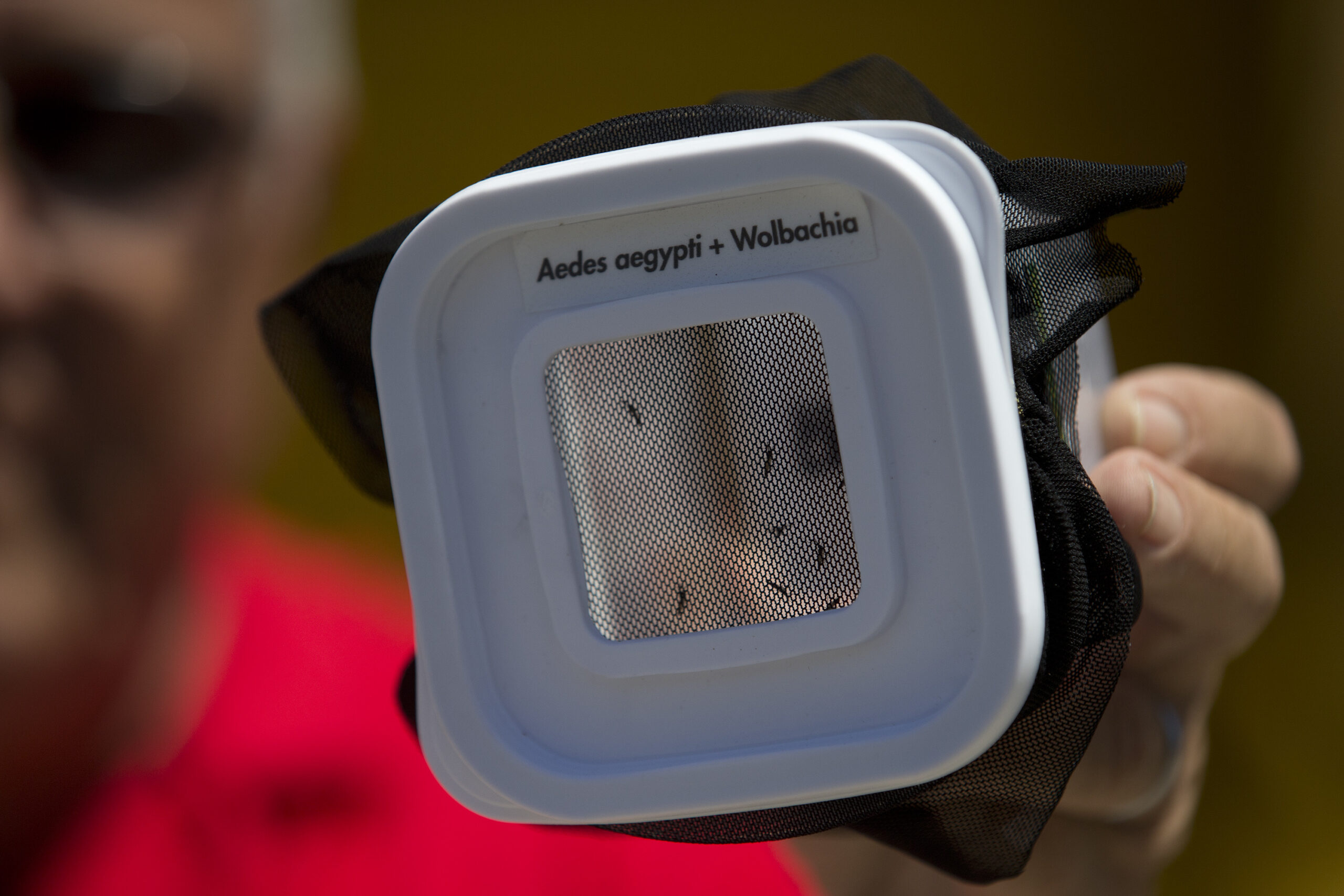Dengue-blocking mosquito released in Brazil