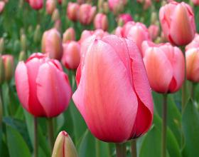 Kyrgyzstan’s Second Tulip Revolution?