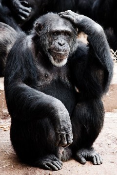 ‘Gorilla Mindset’ in the Mist
