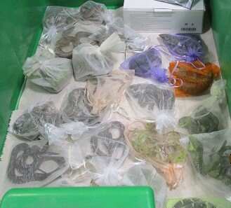 Man caught smuggling reptiles at border faces trafficking charges