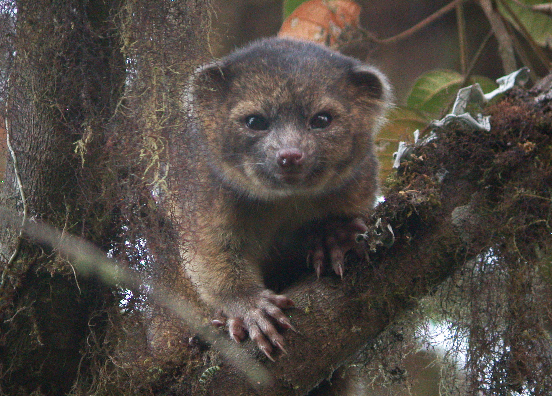 Adorable new mammal species found ‘in plain sight’