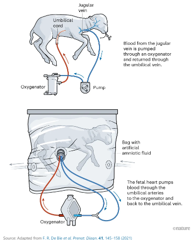 fetal lamb EXTEND.png
