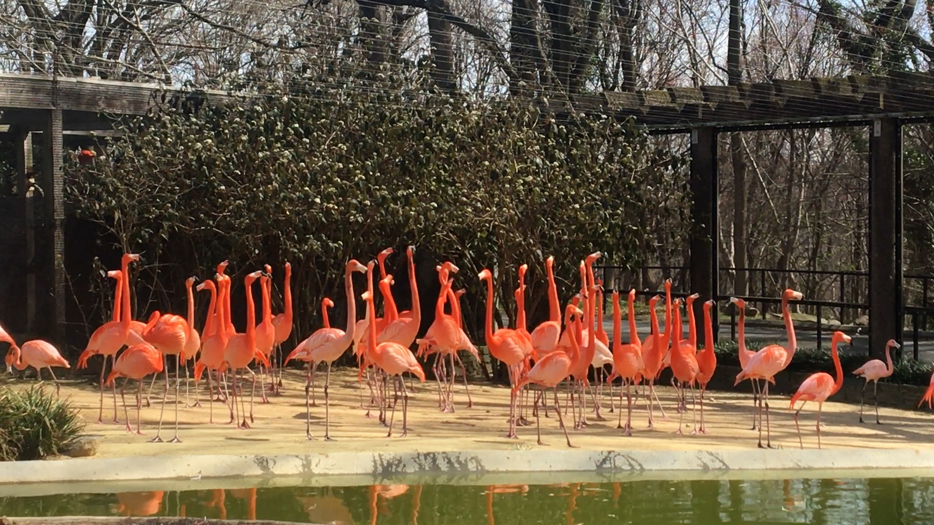 National Zoo defends euthanizing fox despite uncertainty it killed 25 flamingos