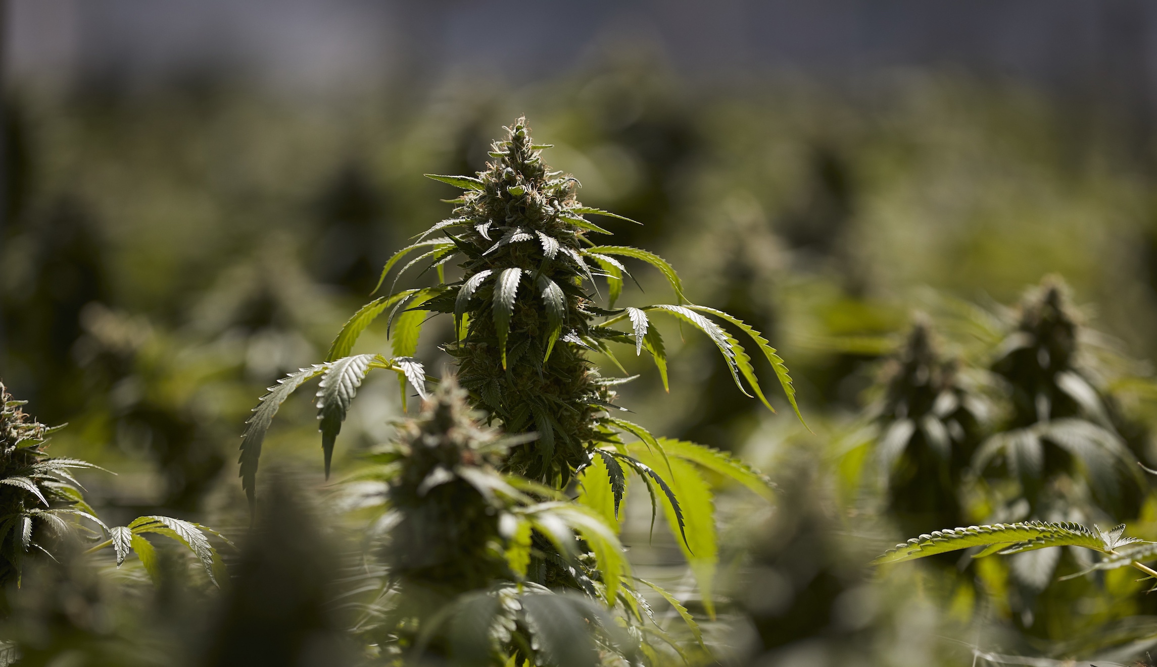 Feds crack down on marijuana growers using federal land