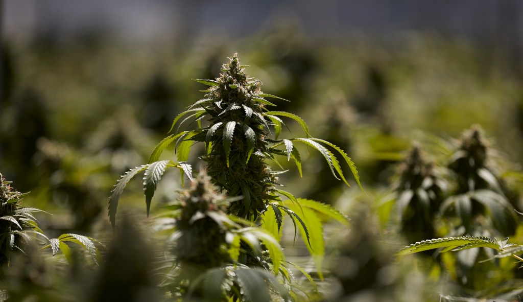 Feds crack down on marijuana growers using federal land