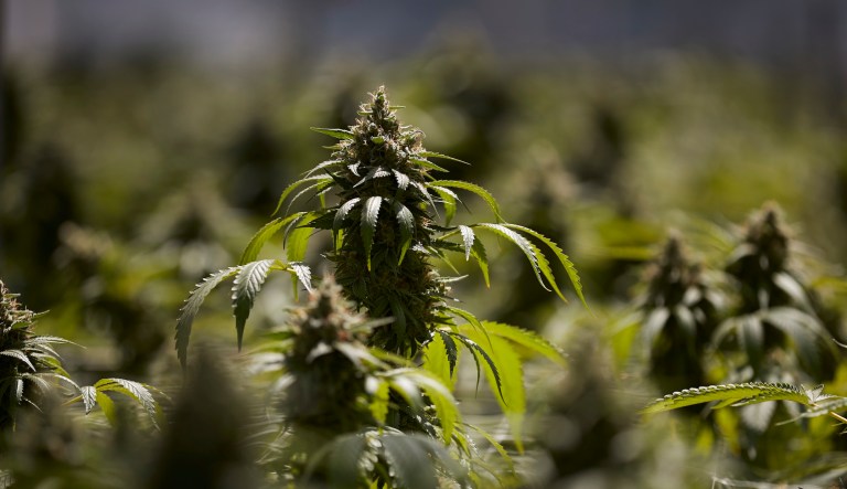 Mature cannabis plants are seen in a greenhouse at Glass House Farms in Carpinteria, Calif.