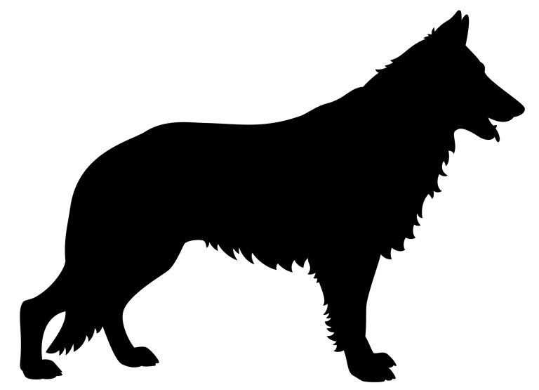 First pet dog in US known to have contracted COVID-19 dies