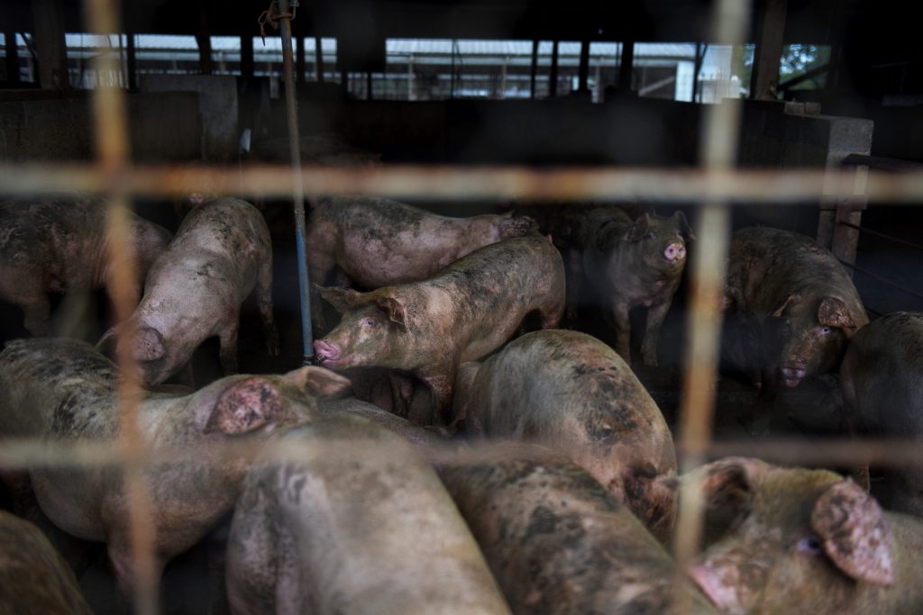 Fact Check: When Pigs Float