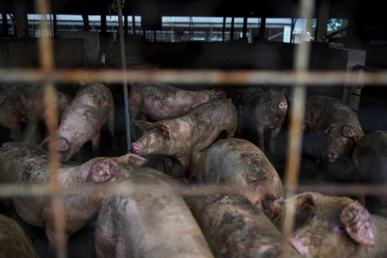 Fact Check: When Pigs Float