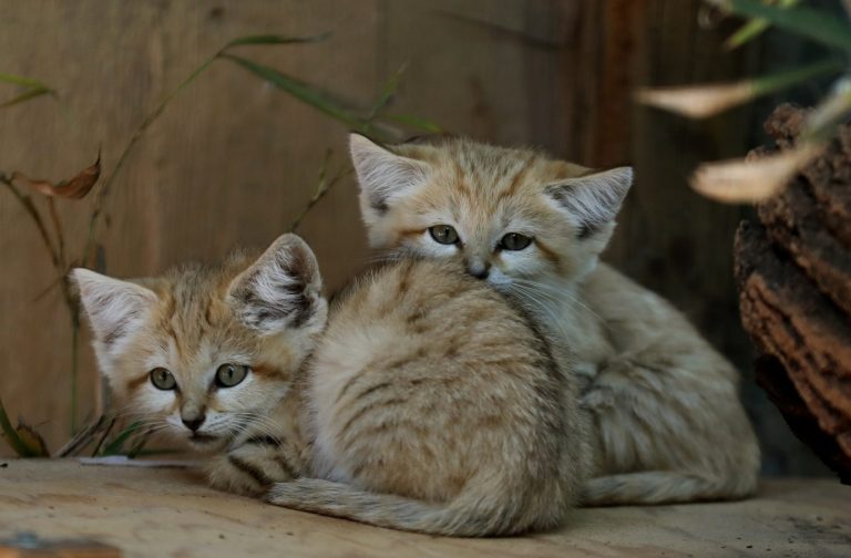 North Carolina Zoo celebrates birth of three sand kittens