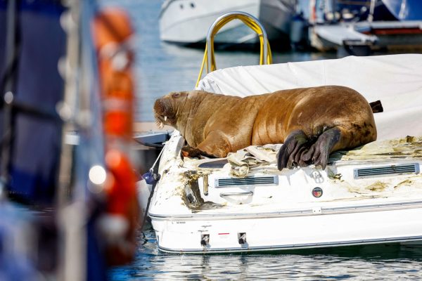 Famed walrus Freya could get statue after euthanization thanks to fundraiser