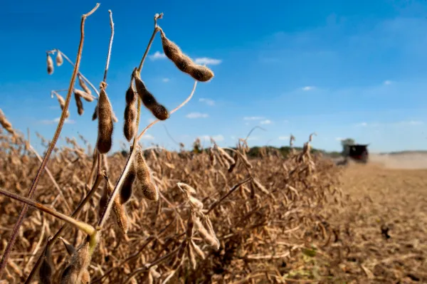 Farmers the First Casualties in Trump’s Trade War