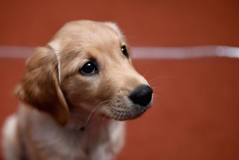 Trump Saves Helpless Puppies