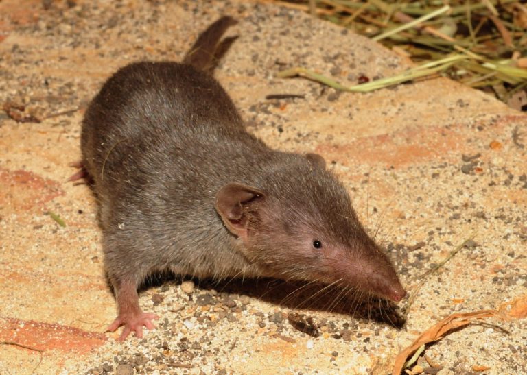 A shrew.