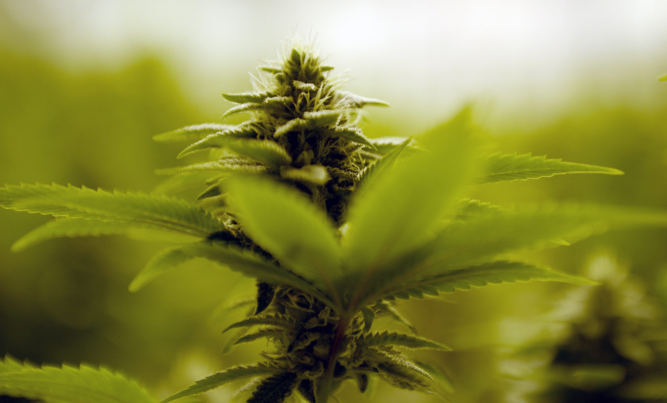 If Democrats Take House, Will Pot Prohibitions Go Up in Smoke?