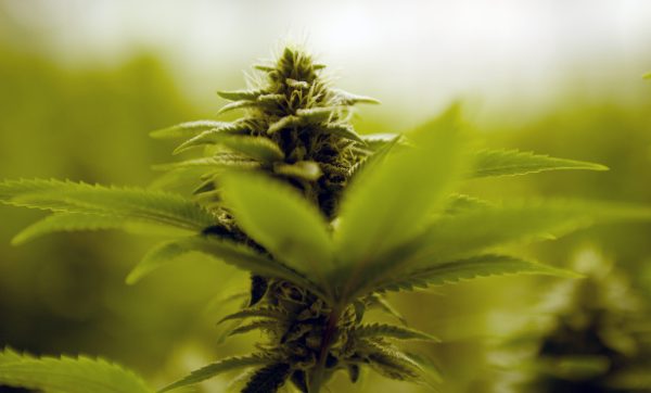 If Democrats Take House, Will Pot Prohibitions Go Up in Smoke?