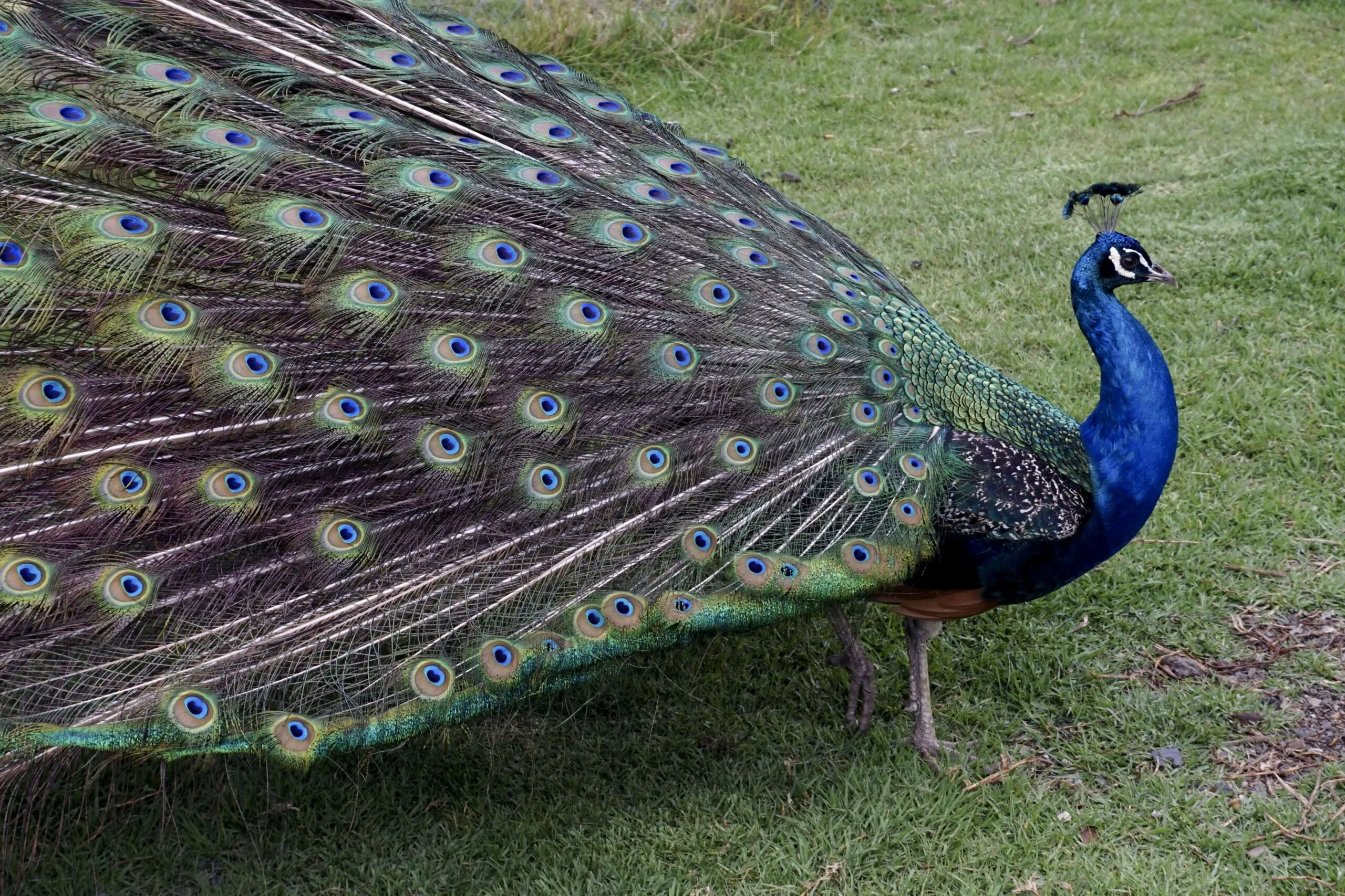 Leave Your Emotional-Support Peacock at Home, Please