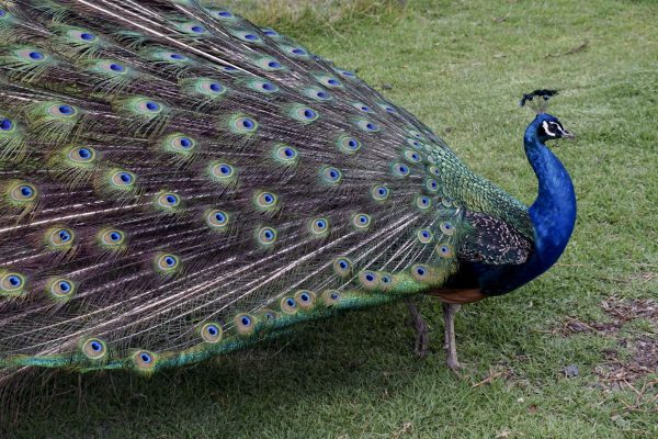 Leave Your Emotional-Support Peacock at Home, Please