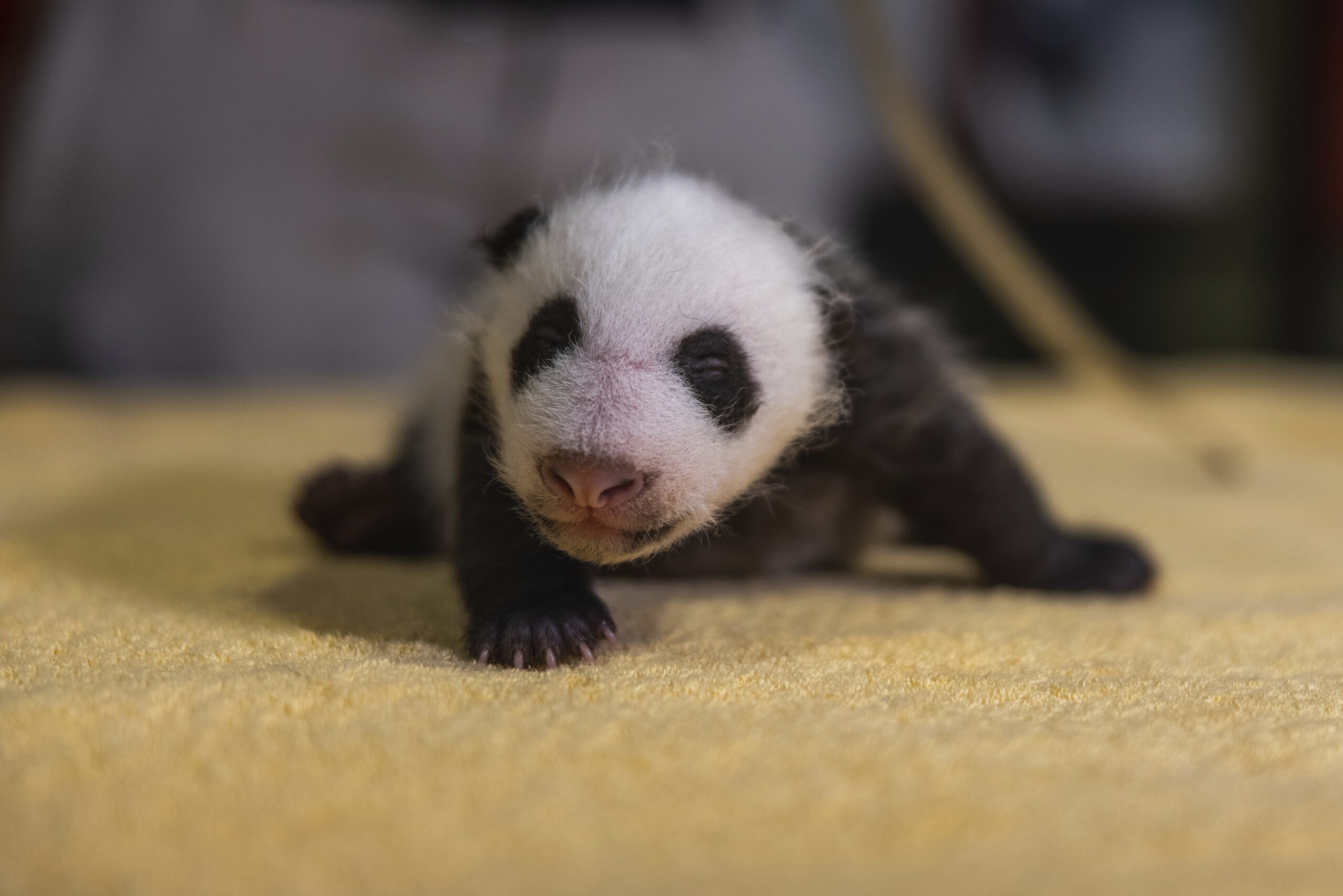 It’s a boy! Gender of Smithsonian giant panda revealed
