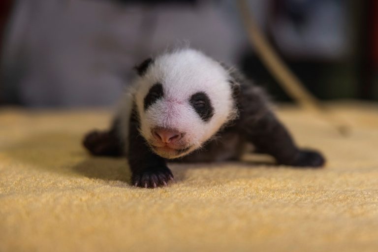 It’s a boy! Gender of Smithsonian giant panda revealed