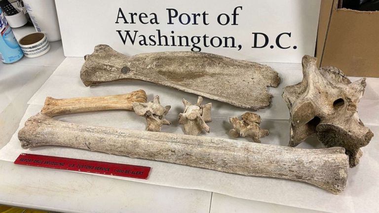 U.S. Customs and Border Protection agriculture specialists discovered these giraffe and zebra bones from Kenya in a Virginia woman's baggage.