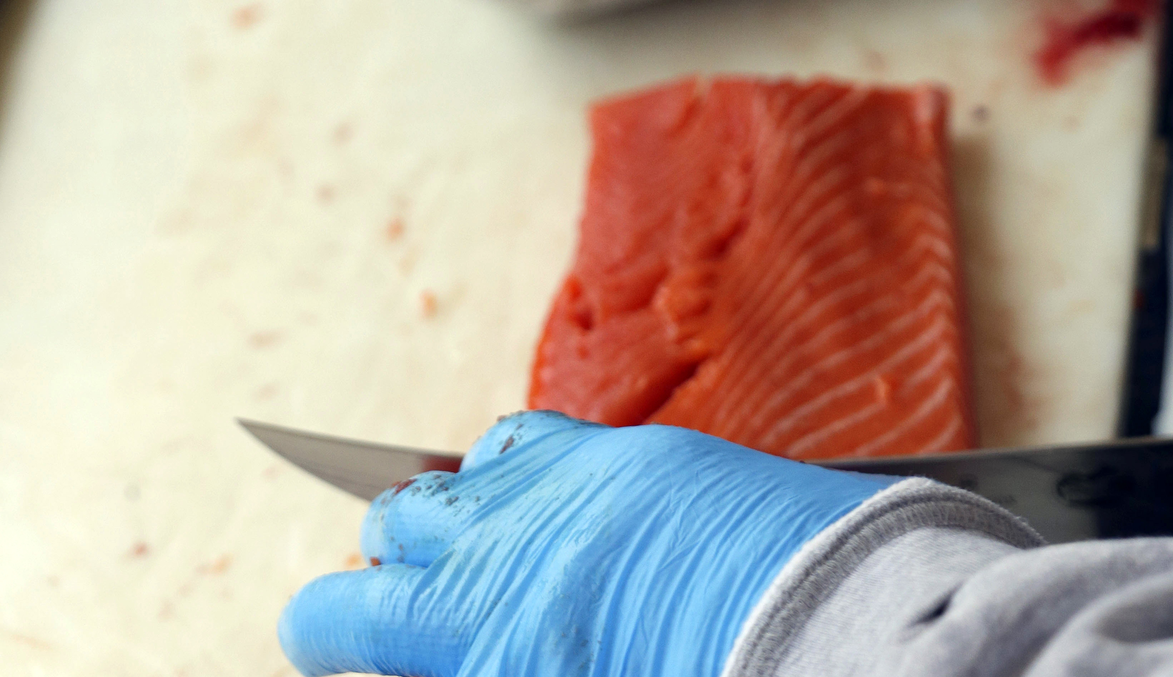GMO salmon headed to US grocery stores