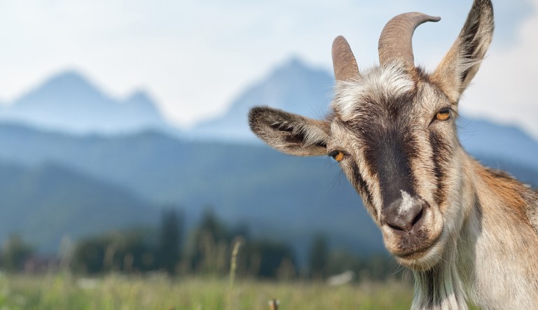 Investigators say Alaska man hid $400,000 worth of drugs in spoiled goat guts