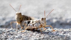 Washington’s latest invasive species worry: Egyptian grasshoppers