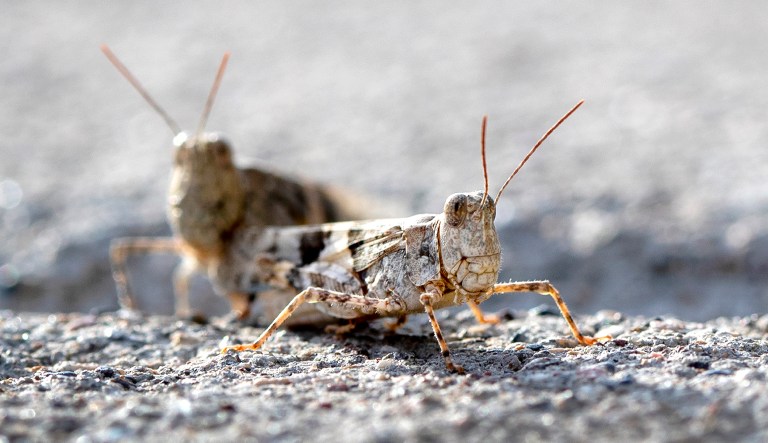 This Thursday, July 25, 2019, photo shows grasshoppers on a sidewalk outside the Las Vegas Sun offices in Henderson, Nev.  A migration of mild-mannered grasshoppers sweeping through the Las Vegas area is being attributed to wet weather several months ago.