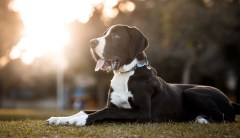 Police say woman found dead in home was killed by her Great Danes