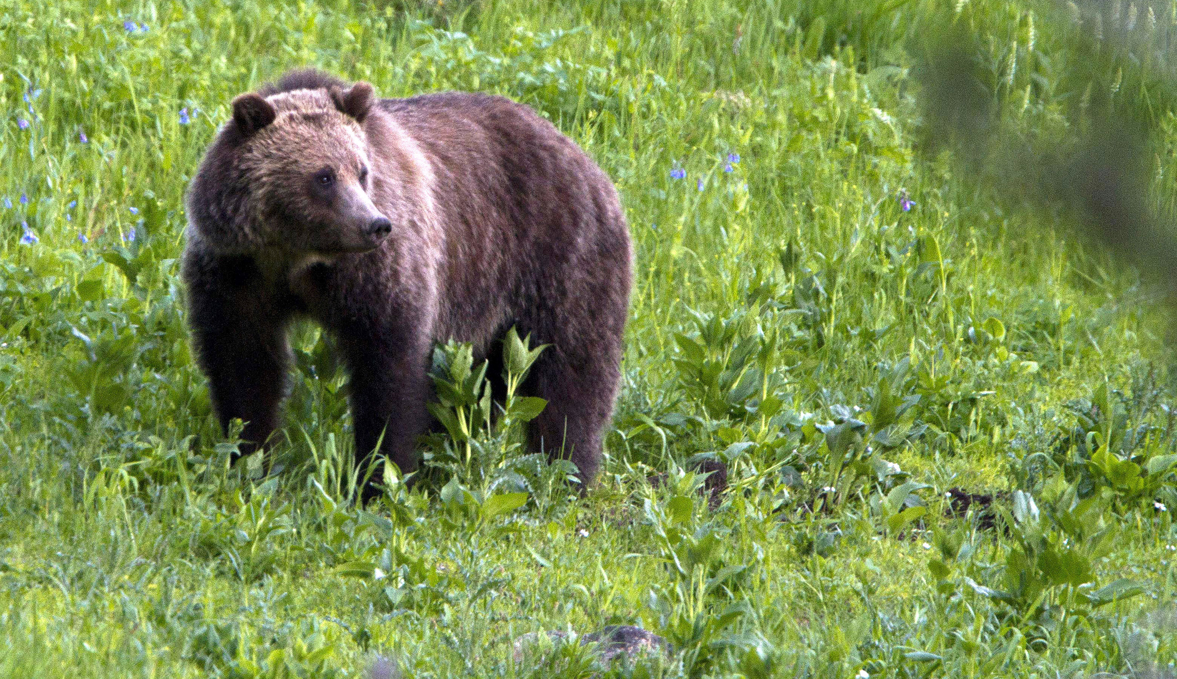 Biden administration may lift hunting protections for grizzly bears