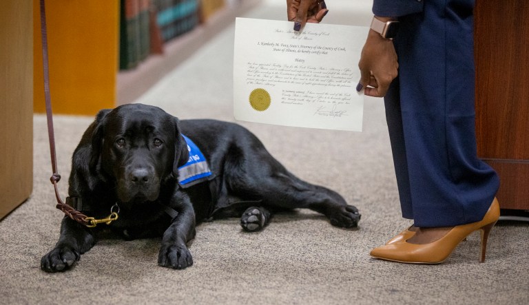 Cook County State's Attorney's first facility dog Hatty is sworn in by Cook County State's Attorney Kimberly Foxx at the George N Leighton Criminal Courthouse in Chicago's Little Village neighborhood on Oct. 29, 2019. Hatty will provide comfort and assistance to young and mentally disabled victims of sexual assault and violence.