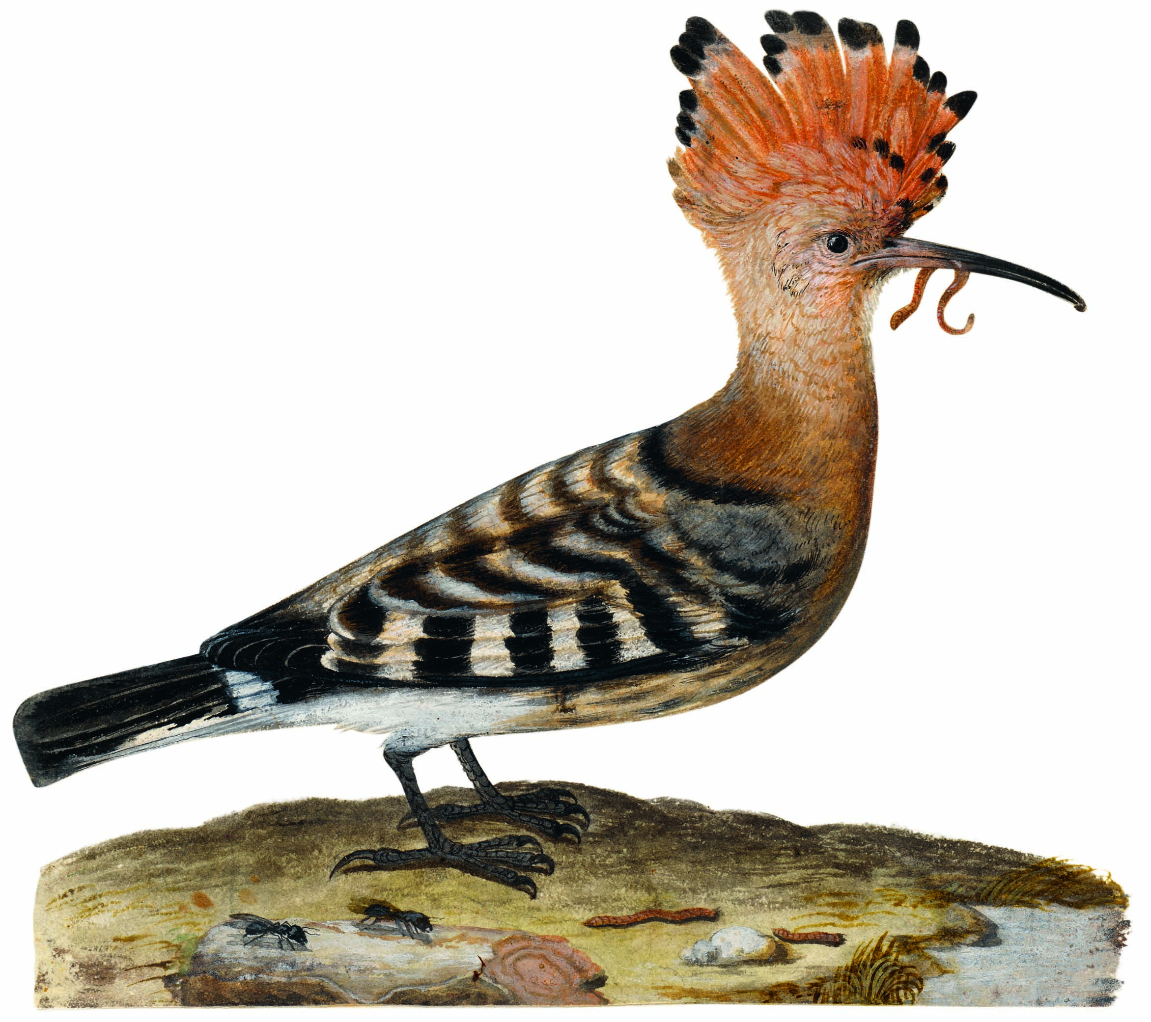 Detail from an illustration of a hoopoe, from ‘Pasta for Nightingales.’