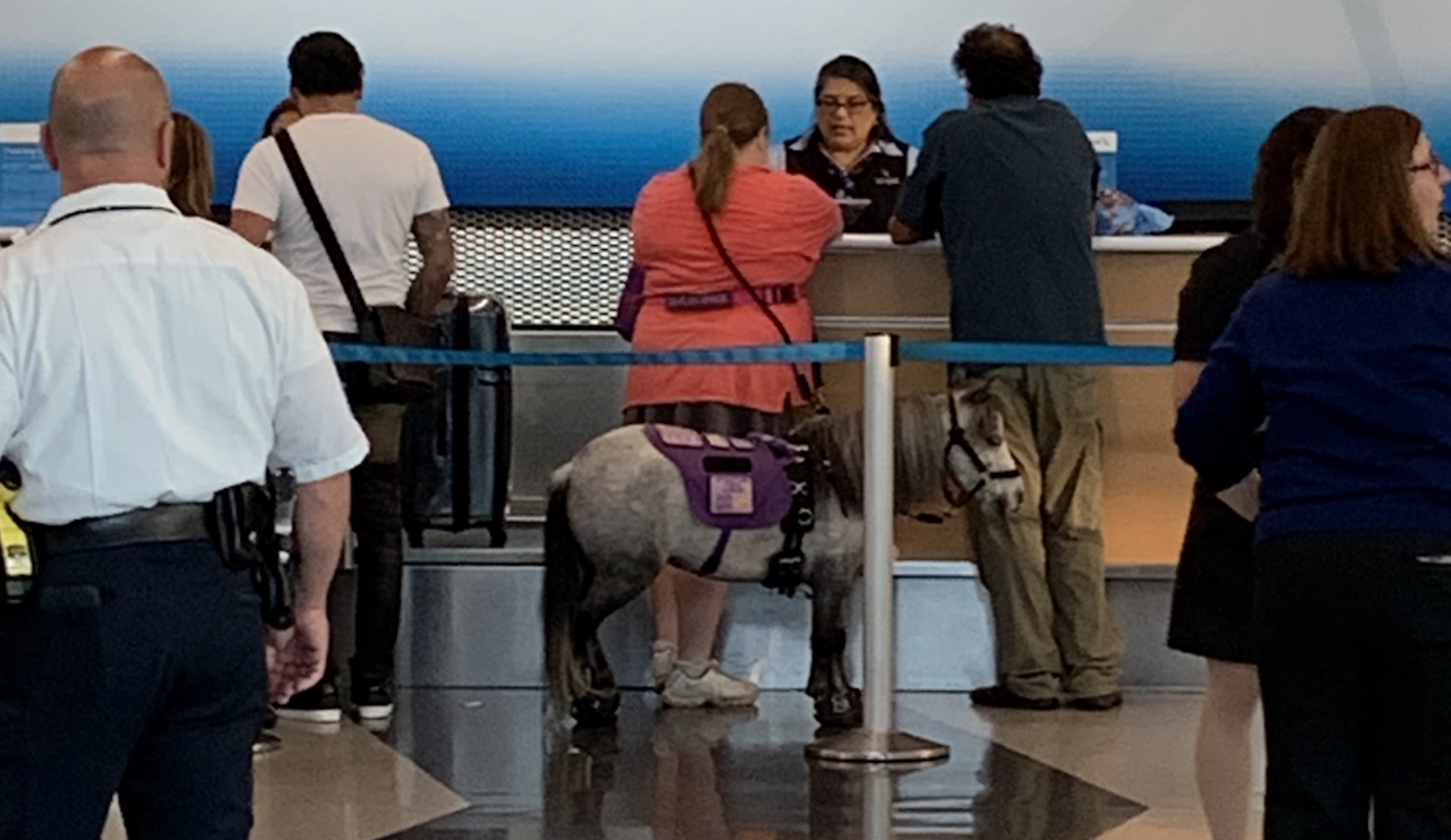 ‘I’m so curious’: Miniature horse boards flight to Omaha as service animal