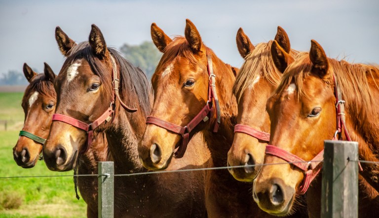 ‘Gunned down’: More than a dozen horses found shot to death in Kentucky