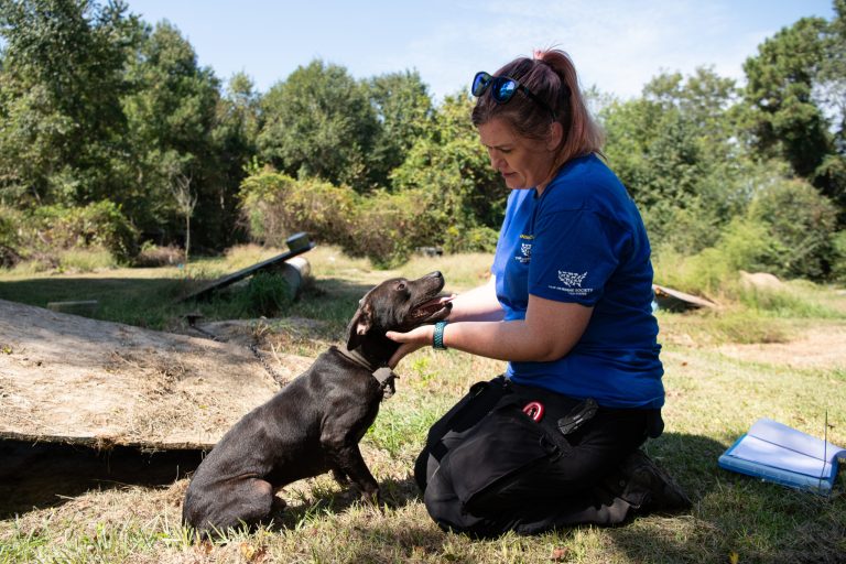 DOJ rescues over 300 dogs in largest bust of dogfighting operation in South Carolina history