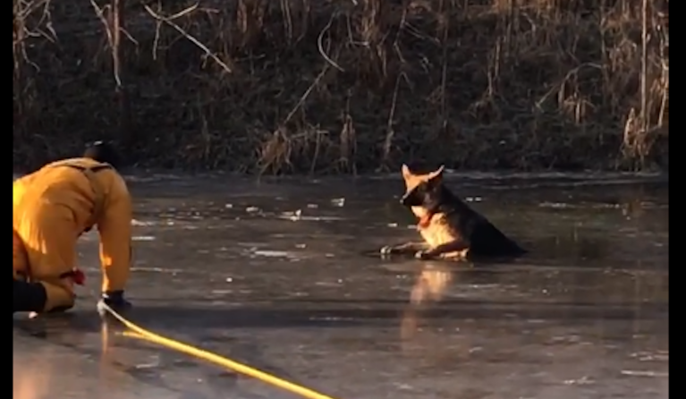 WATCH: Firefighters rescue dog stuck in frozen pond