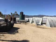 Shady marijuana industry also killing migrant workers