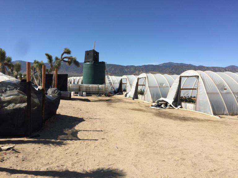 An illegal marijuana farm in Los Angeles County.