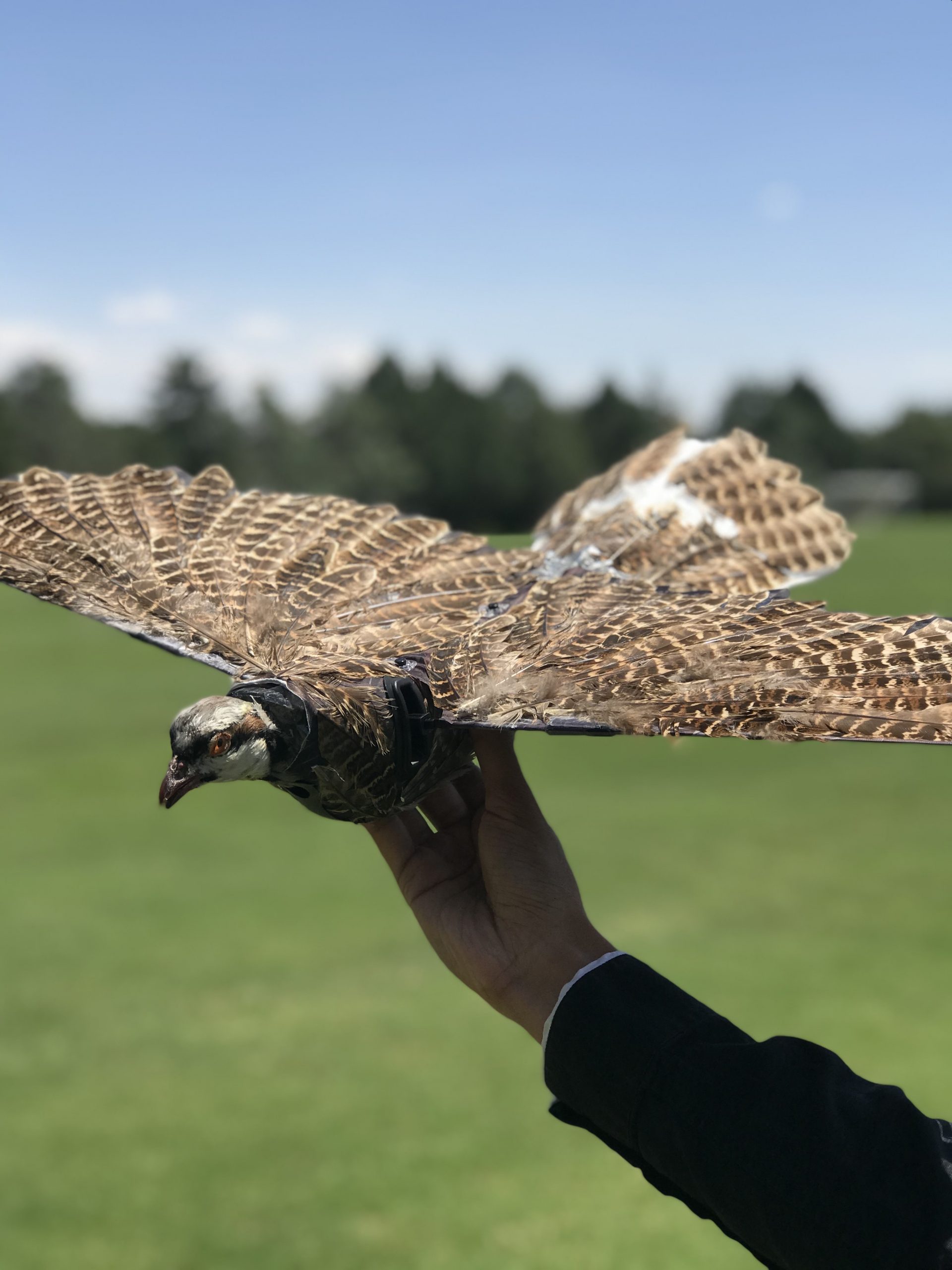 Bird drone