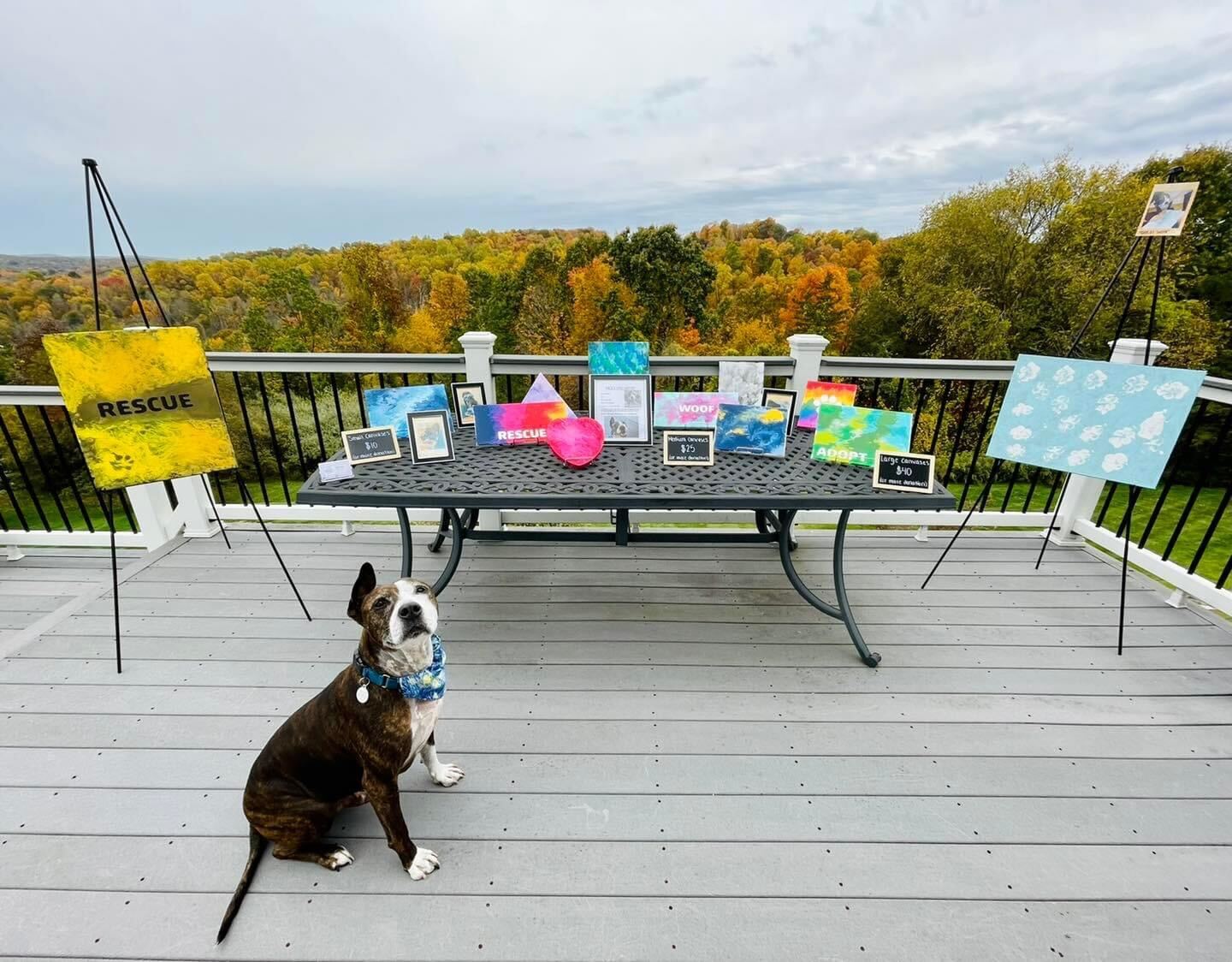 A new lick of paint: Van Gogh the dog paints with his tongue