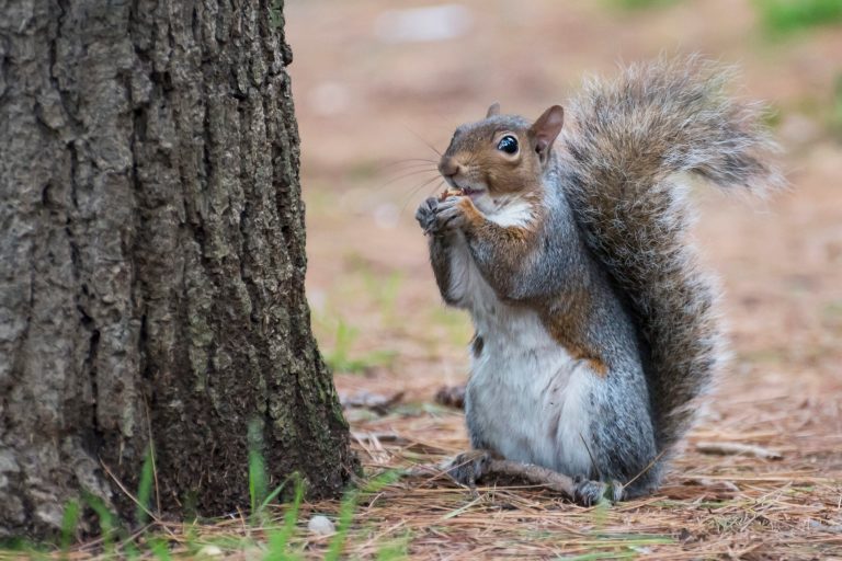New Hampshire lawmaker kicked from committee after tweeting photo of squirrel he shot with .50-caliber gun